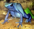 /album/resim-galerisi/poison-dart-frog-479x400-1-jpg/